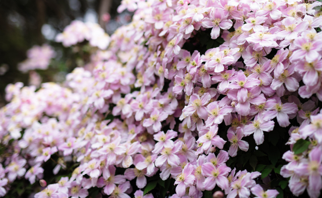 Clematis bijenplant