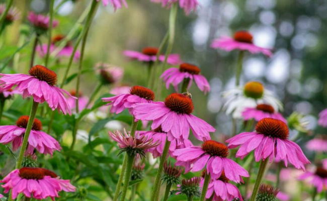 Echinacea bijenplant