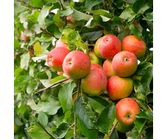 Appelboom - Malus domestica 'Jonathan'