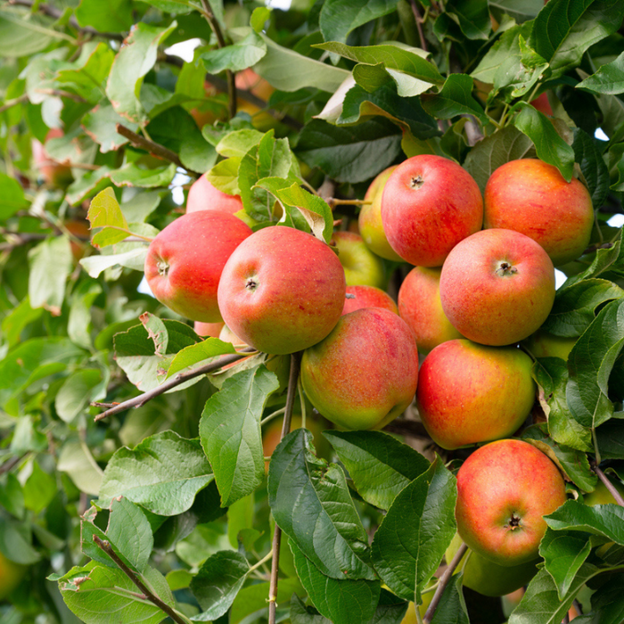 Appelboom - Malus domestica 'Jonathan'