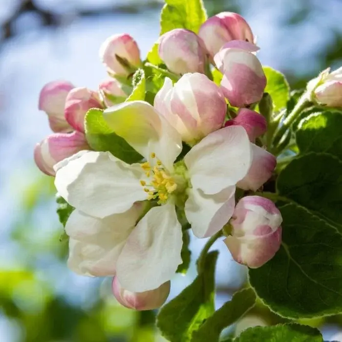 Appelboom - Malus domestica 'Jonathan'