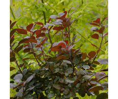 Pruikenboom - Cotinus coggygria 'Lilla'®