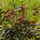 Pruikenboom (Cotinus coggygria 'Lilla'®)