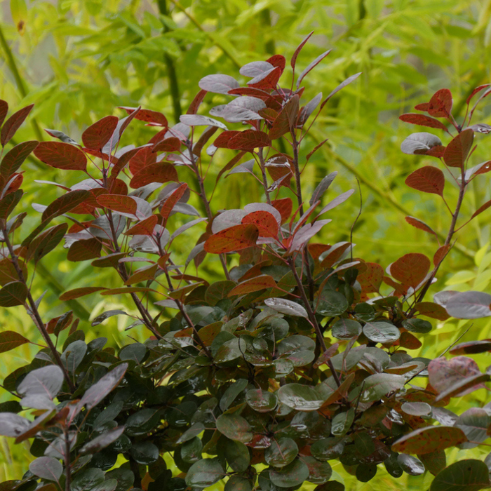 Pruikenboom (Cotinus coggygria 'Lilla'®)