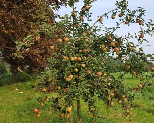 Fruitbomen snoeien in de zomer: Welke fruitbomen snoei je nu wel en welke niet? 