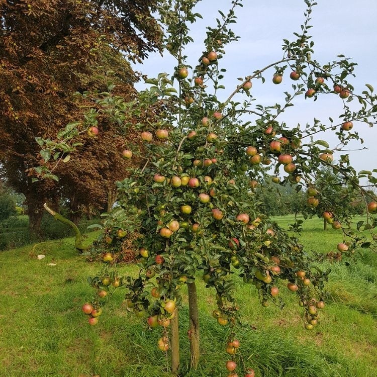 Fruitbomen snoeien in de zomer: Welke fruitbomen snoei je nu wel en welke niet?