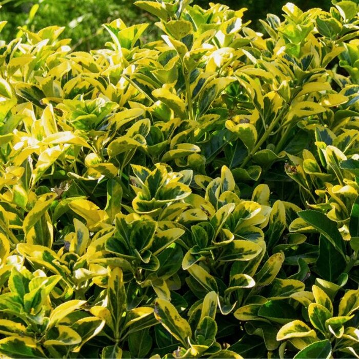 Japanse kardinaalshoed op stam (Euonymus japonicus 'Marieke')