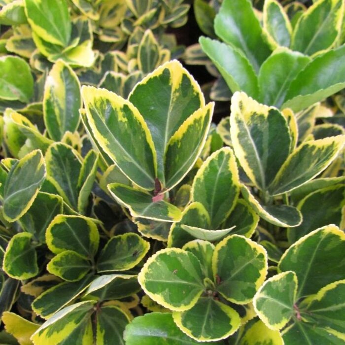 Japanse kardinaalshoed op stam (Euonymus japonicus 'Marieke')