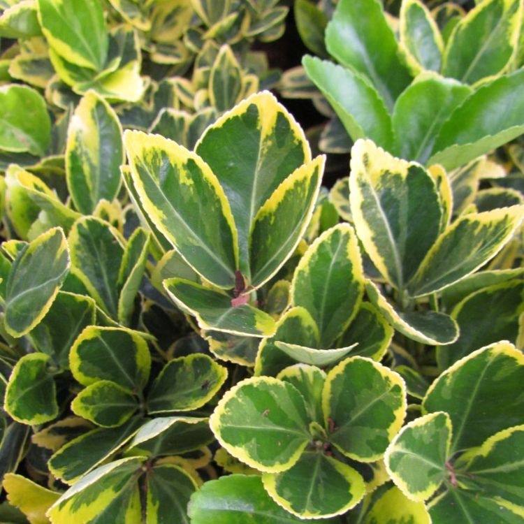 Japanse kardinaalshoed op stam (Euonymus japonicus 'Marieke')