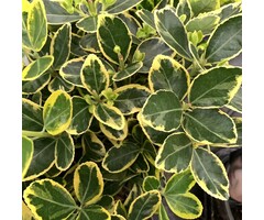 Japanse kardinaalshoed - Euonymus japonicus 'Marieke' op stam