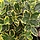Japanse kardinaalshoed op stam (Euonymus japonicus 'Marieke')