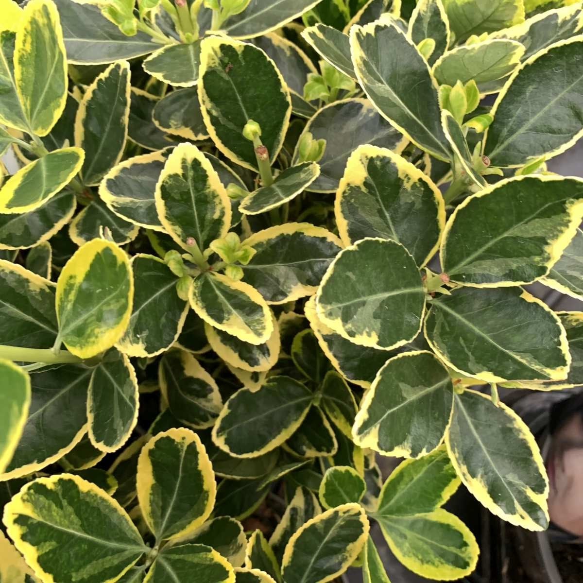 Japanse kardinaalshoed op stam (Euonymus japonicus 'Marieke')