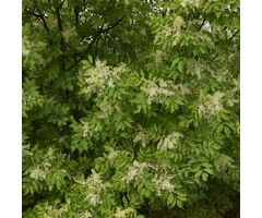 Pluim es - Fraxinus ornus 'Obelisk'