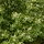 Pluim es - Fraxinus ornus 'Obelisk'