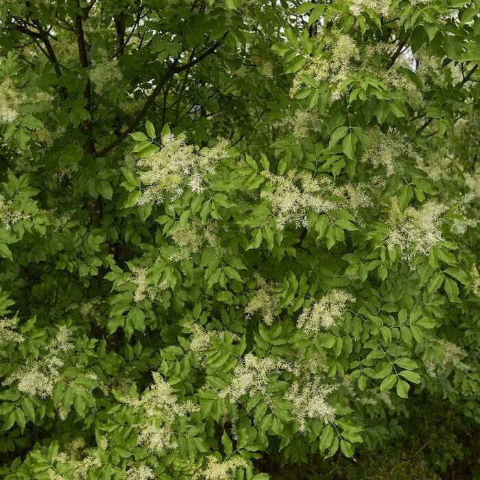 Pluim es - Fraxinus ornus 'Obelisk'