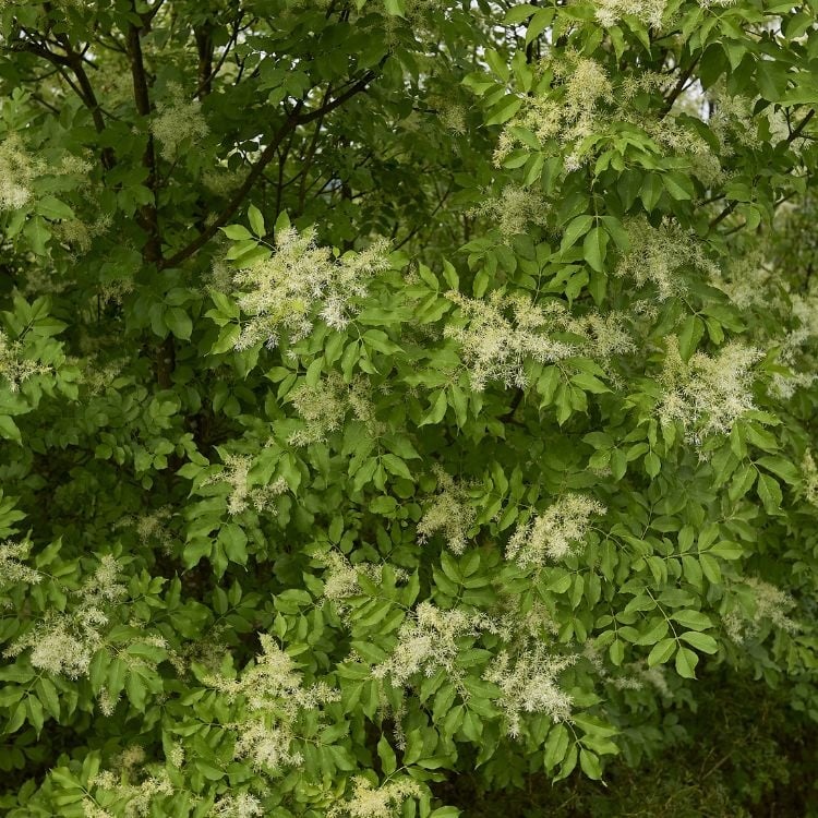Pluim es - Fraxinus ornus 'Obelisk'