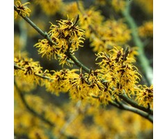 Toverhazelaar - Hamamelis intermedia 'Arnold Promise' op stam