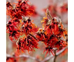 Toverhazelaar - Hamamelis intermedia 'Diane' op stam