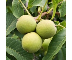 Walnootboom - Juglans regia 'Chandler'