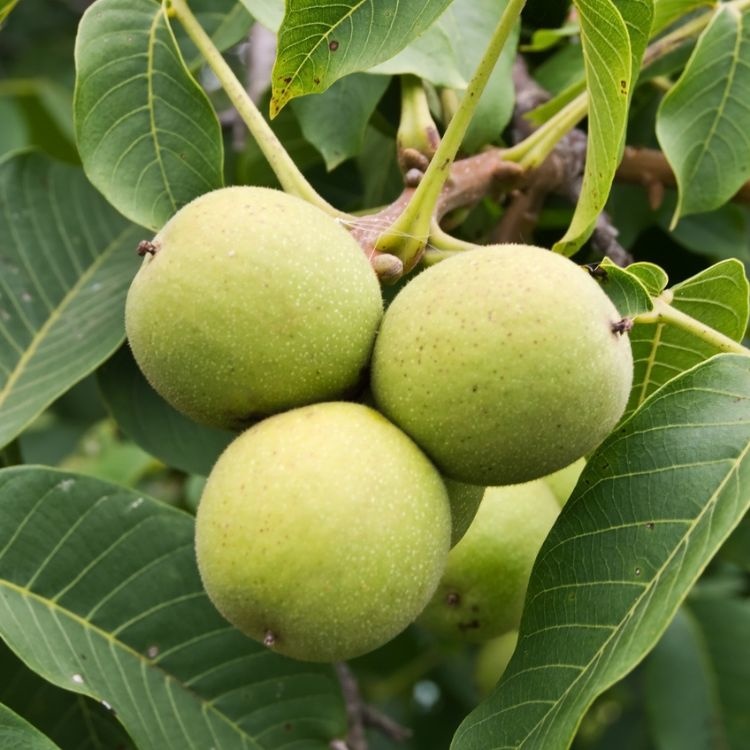 Walnootboom - Juglans regia 'Chandler'