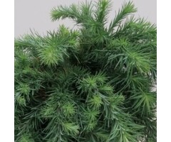 Japanse dwerglariks - Larix kaempferi 'Blue Dwarf' op stam