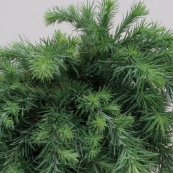 Japanse dwerglariks op stam - Larix kaempferi 'Blue Dwarf'