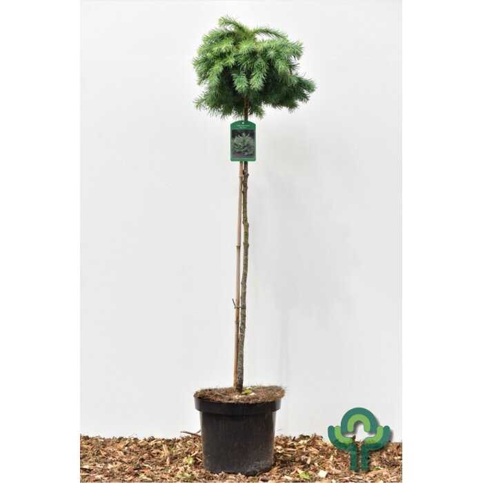 Japanse dwerglariks op stam - Larix kaempferi 'Blue Dwarf'
