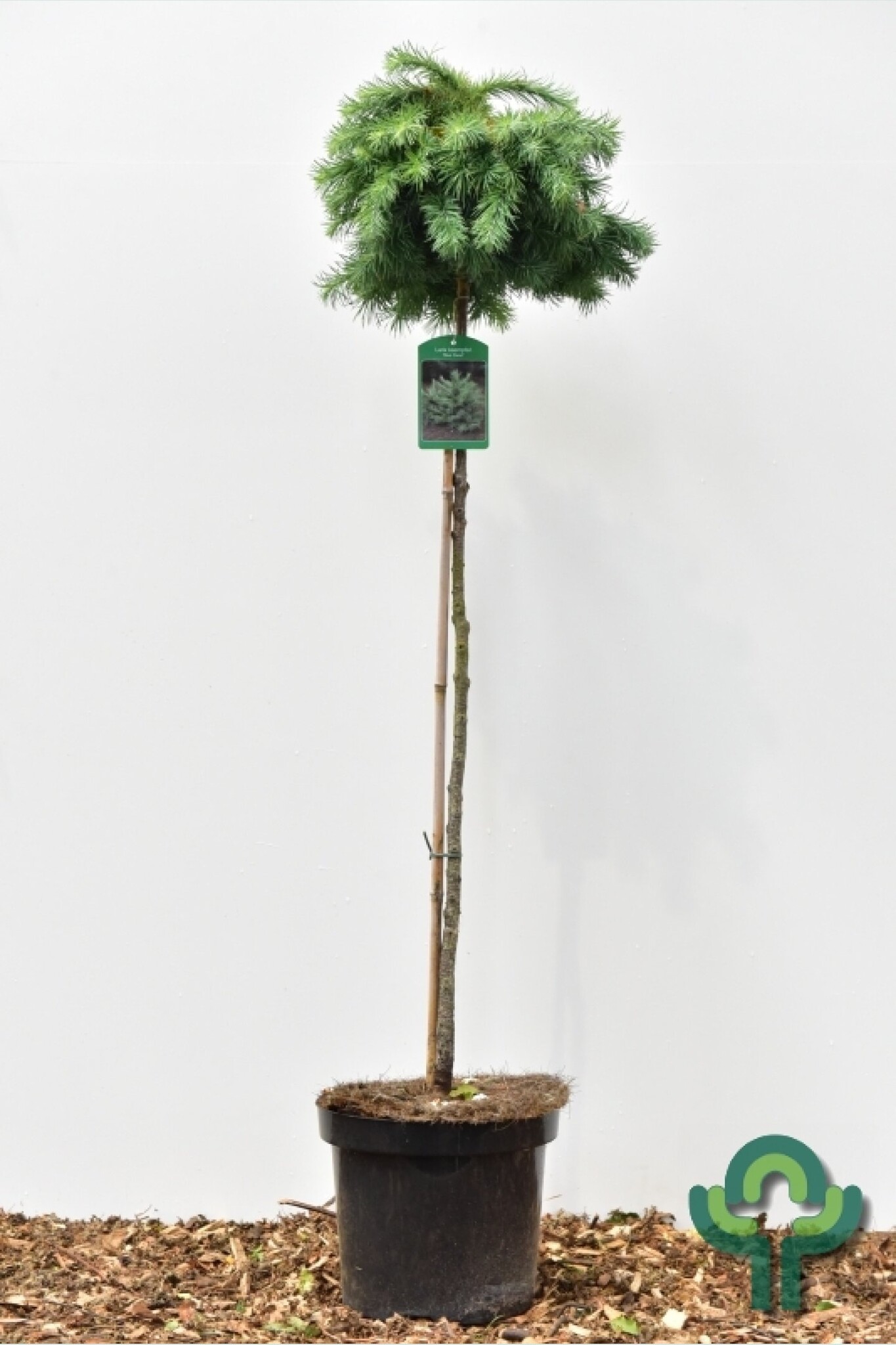 Japanse dwerglariks op stam - Larix kaempferi 'Blue Dwarf'