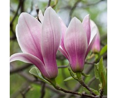 Beverboom - Magnolia 'George Henry Kern' op stam