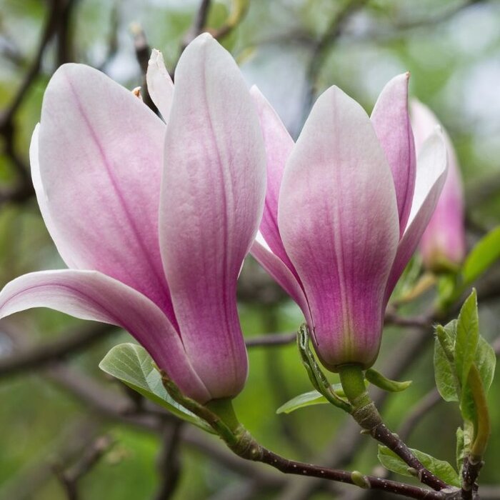 Beverboom op stam  (Magnolia 'George Henry Kern')