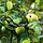 Wilde appelboom - Malus sylvestris