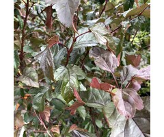 Sierappel - Malus toringo 'Scarlet'