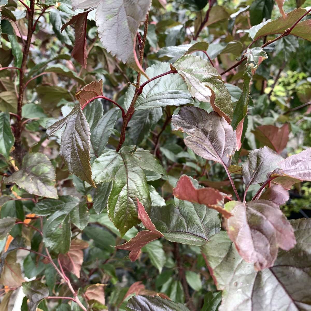 Sierappel - Malus toringo 'Scarlet'