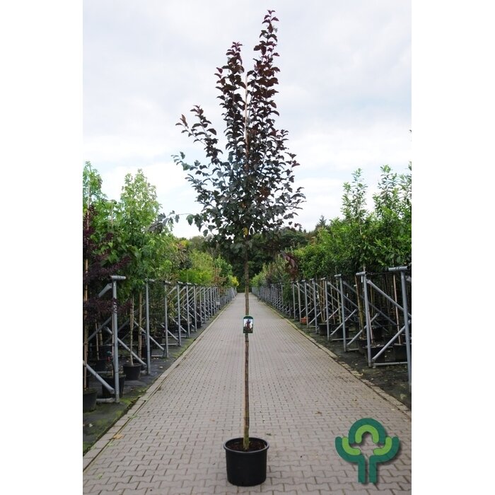 Sierappel - Malus toringo 'Scarlet'