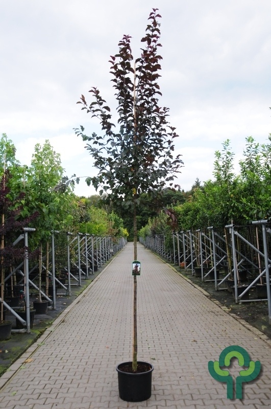Sierappel - Malus toringo 'Scarlet'