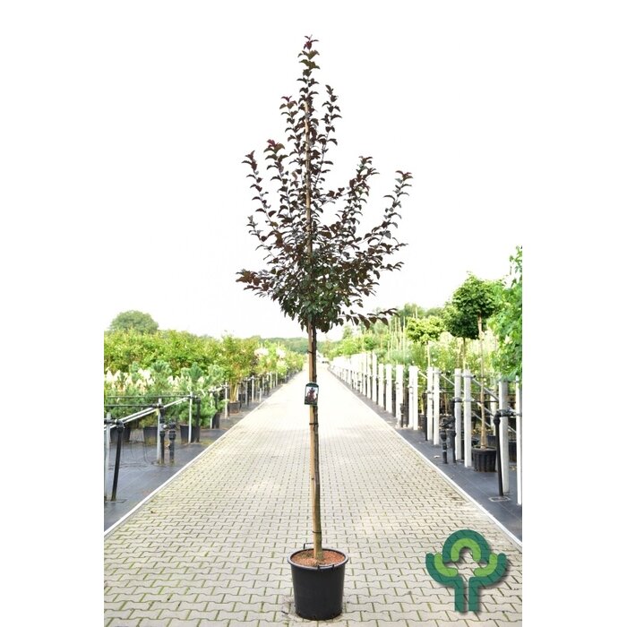 Sierappel - Malus toringo 'Scarlet'