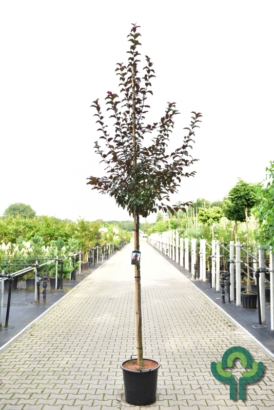 Sierappel - Malus toringo 'Scarlet'