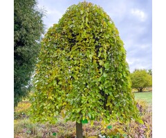 Witte moerbei (treurvorm) - Morus alba 'Pendula' op stam