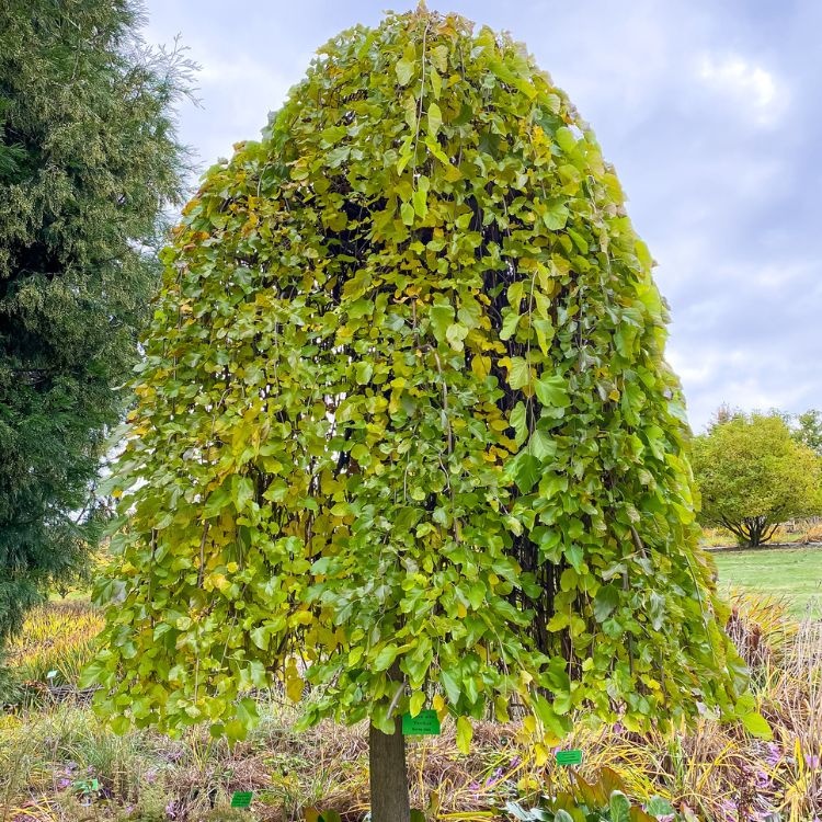 Witte moerbei (treurvorm) op stam - Morus alba 'Pendula'