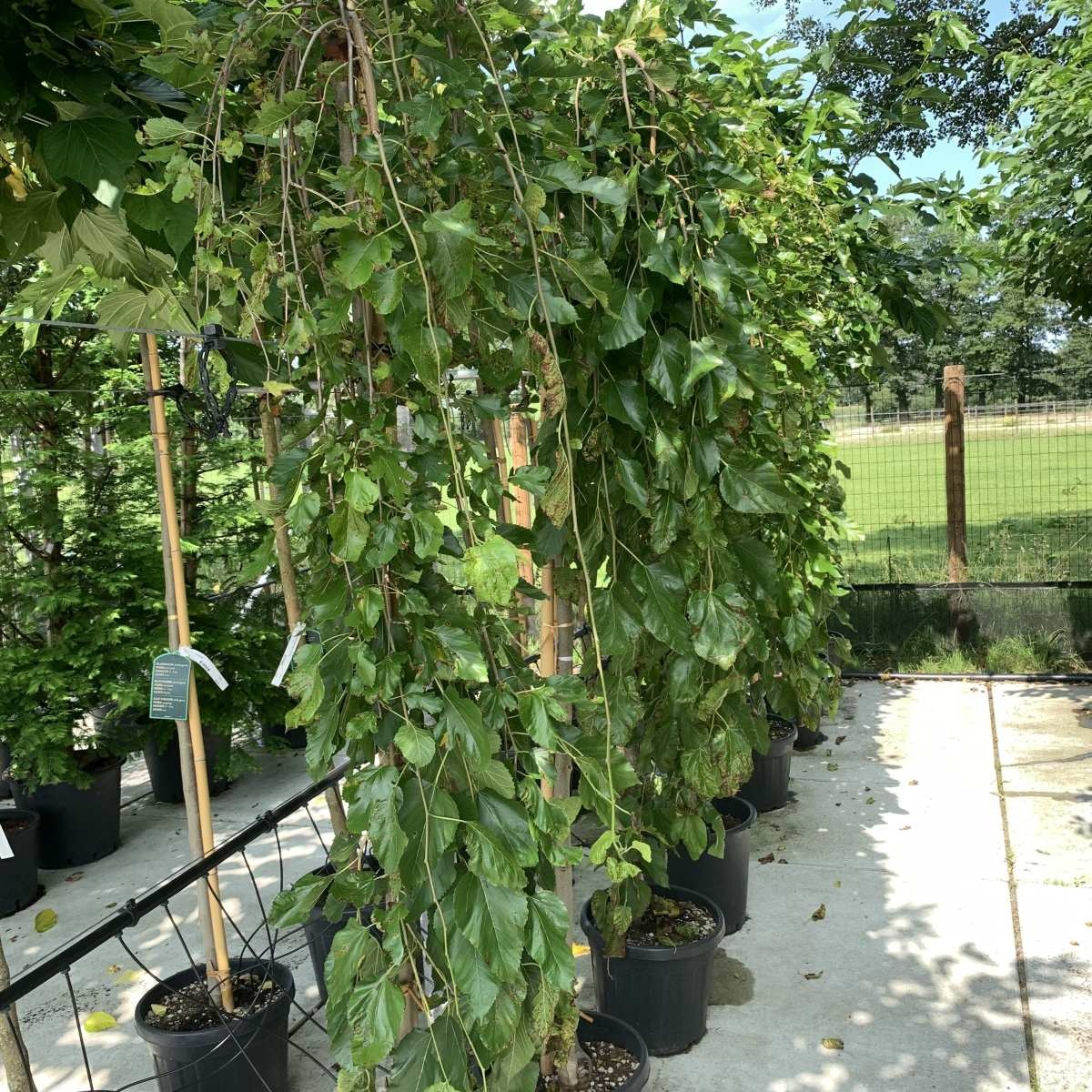 Witte moerbei (treurvorm) op stam - Morus alba 'Pendula'