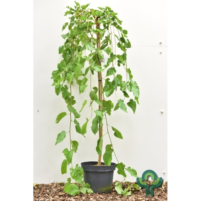 Witte moerbei (treurvorm) op stam - Morus alba 'Pendula'