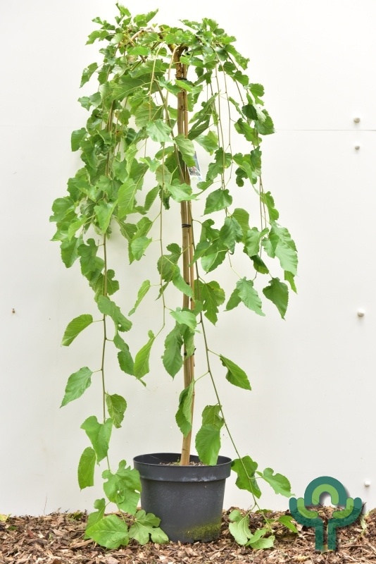 Witte moerbei (treurvorm) op stam - Morus alba 'Pendula'