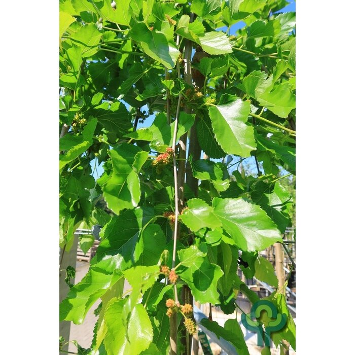 Witte moerbei (treurvorm) op stam - Morus alba 'Pendula'