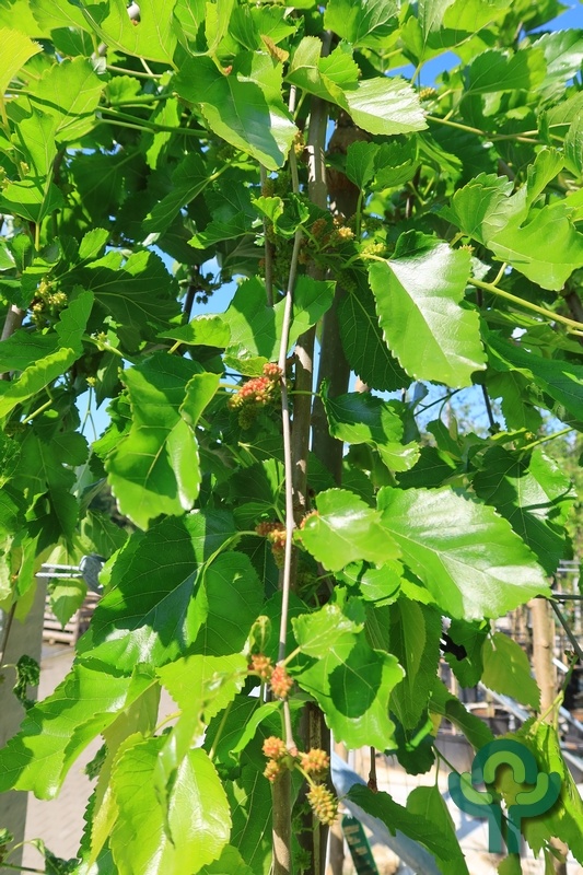 Witte moerbei (treurvorm) op stam - Morus alba 'Pendula'