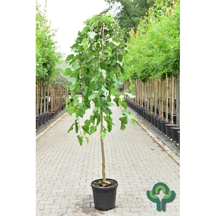Witte moerbei (treurvorm) op stam - Morus alba 'Pendula'