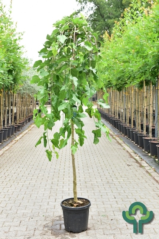 Witte moerbei (treurvorm) op stam - Morus alba 'Pendula'