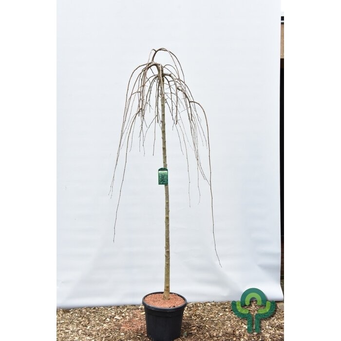 Witte moerbei (treurvorm) op stam - Morus alba 'Pendula'