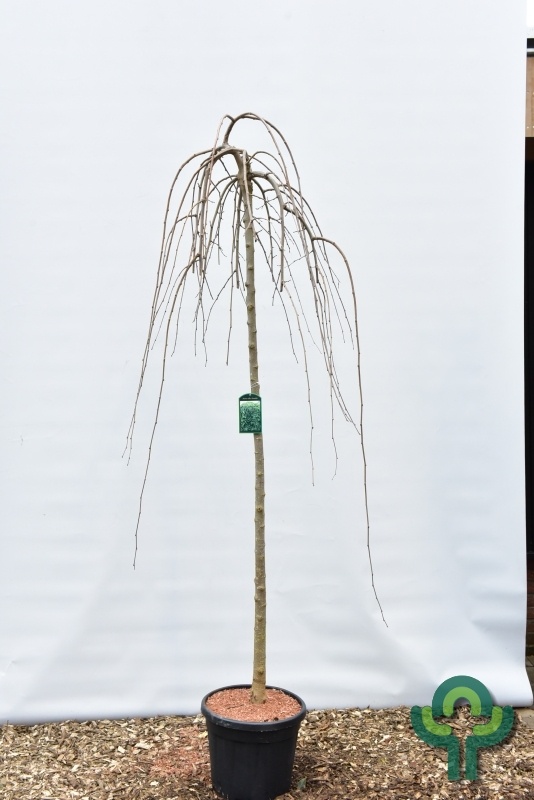 Witte moerbei (treurvorm) op stam - Morus alba 'Pendula'