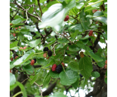Witte moerbei - Morus rotundiloba 'Mojo Berry' boomvorm