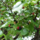 Witte moerbei - Morus rotundiloba 'Mojo Berry' boomvorm